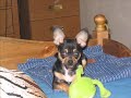 my heart,chronic of koc sweatheart,lyric, poem ,film, Shirley Bessay, song = Love Story : Where do i begin,Chihuahua, my dog, most beautiful, cute, small Chihuahua fun funny poem Shirley Bessey song When do I begin chronical historyemail = koc.sweatheart@web.de