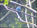 Blue-headed Bee-eater (Merops muelleri) Blue-headed Bee-eater (Merops muelleri)