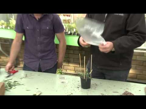 how to care for xerophytes