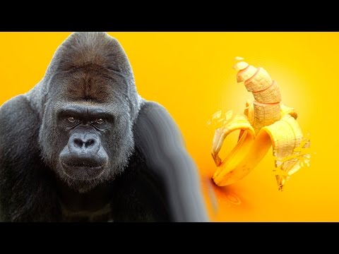 gorilla