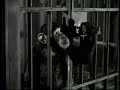 CHEETA - GREATEST Hollywood Chimp Ever!