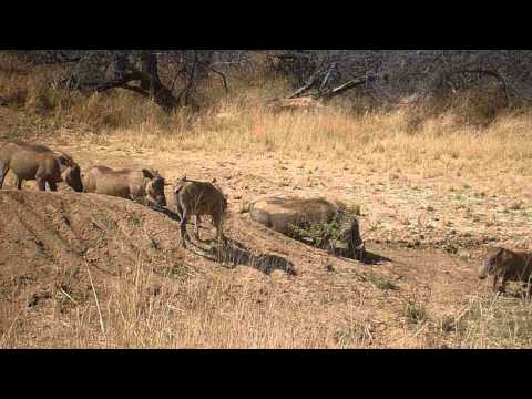 YouTube Preview Image