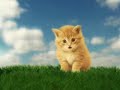 Virgola il Gattino Virgola il Gattino