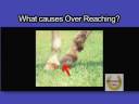 The Grammar School of Trimming and Shoeing Horses DVD excerpt.mov