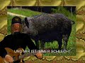 wer hat den tieren die seele geraubt wer hat den tieren die seele geraubt
