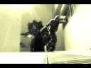 THF[O-Chibi Compilation In Fast And Furious Mode]