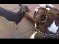 Click here to watch this video pelea de perros jajajajaaj