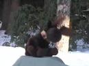 Interview with a Moose Interview with a Moose