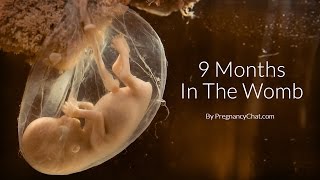9 Months In The Womb: A Remarkable Look At Fetal D