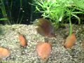 discus discus