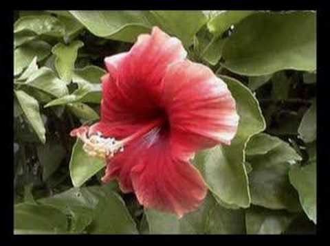 ANNAY-ANNAY (ILOCANO MEDLEY)