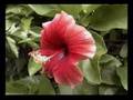 Annay-annay(Ilocano Medley)