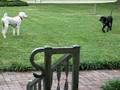 videos de Dogbook Movie: Clinton & Roger