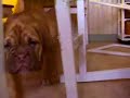Rottweiler & Dogue de Bordeaux vandals.