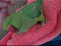 Indian Ring Neck Rescued