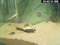 Buescheri couple fighting