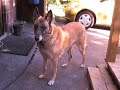 Blind dog and happy life III