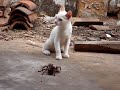 Extinto animal. Dá-lhe tapa. kkkkkkkkk