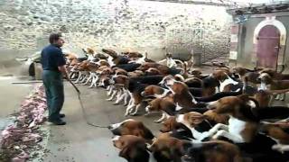 Como alimentar mais de 100 cães