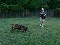 Boerboel B!tch \"BATU\" playing -Flirtpole