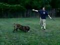 Boerboel video