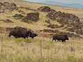 Antelope Island Buffalo