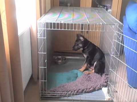 how to train police k-9