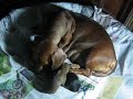 Dachsund Puppies 1 Dachsund Puppies 1