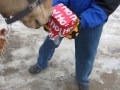 Buddy unwrapping his gift and eating it