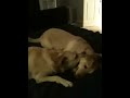 Mutt Fight #1