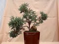 Bonsai Cipres