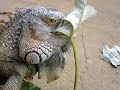 Roatan 2008 Iguane