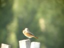 colirrojo real - redstart - phoenicurus phoenicurus colirrojo real - redstart - phoenicurus phoenicurus