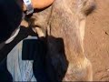 ラクダ動画