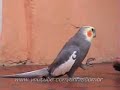 Calopsita cantando e dan�ando \"bate o p�\"