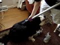 dog loves being vacuumed dog loves being vacuumed