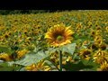北海道のひまわりの名所 Sunflower field in Hokkaido (HD版)