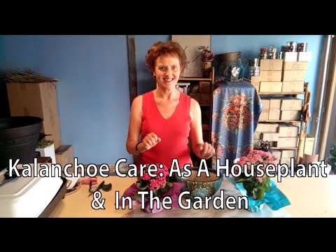 how to care kalanchoe