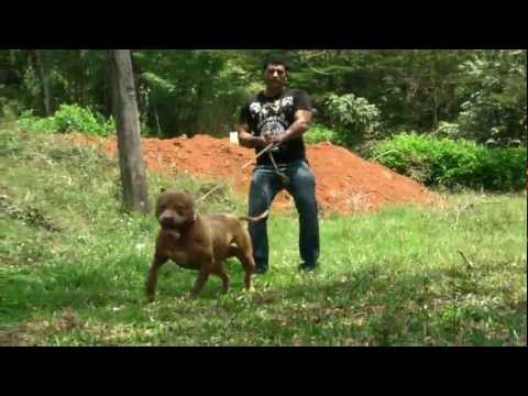 american pitbull
