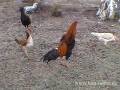 2 Hinthoroz (Turkish Gamefowl) Rooster