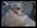 Snickers and Duchess kiss