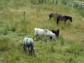Newfoundland Ponies in Qualicum Beach BC
