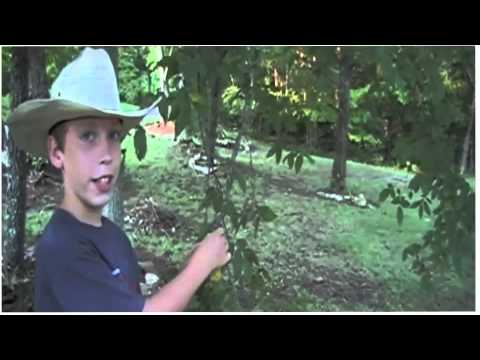 how to identify an elm tree