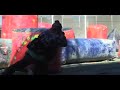 818 Productions Boston Bosswicks SCXL Video