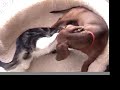 Weiner Dog and Cat Fight