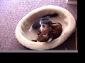 Weiner Dog and Cat Fight