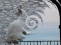 Travelcast Piceno - Grottammare
