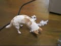 いたずら小僧