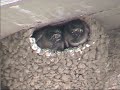 The Cute Swallow Chicks at the Fortress of Louisbourg