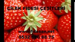 İRİ ÇİLEK FİDESİİZMİR ÇİLEK FİDESİÇİ